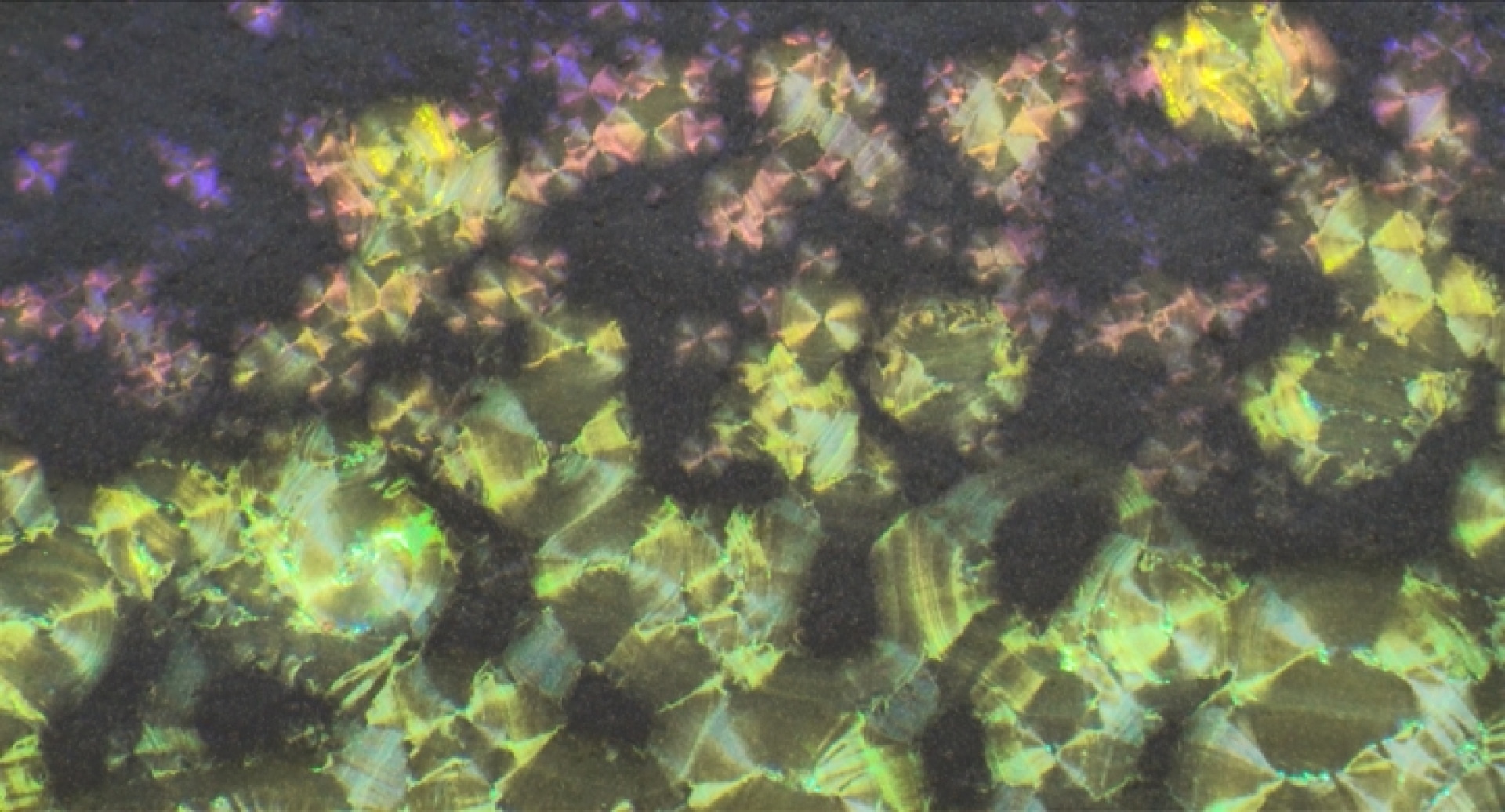 Sunday Short Courses