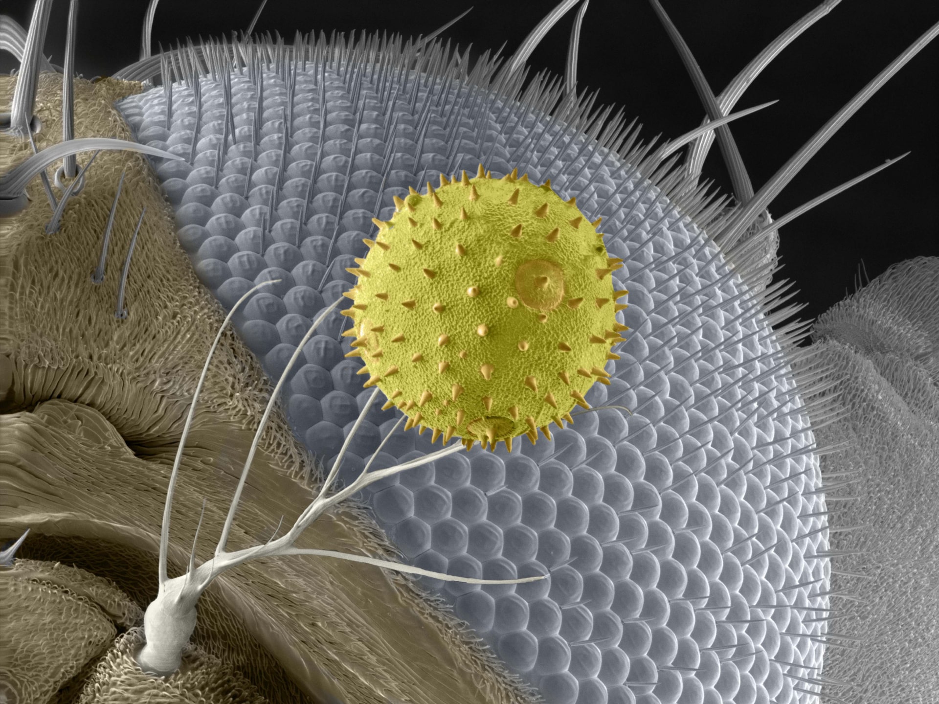 Sunday Short Courses