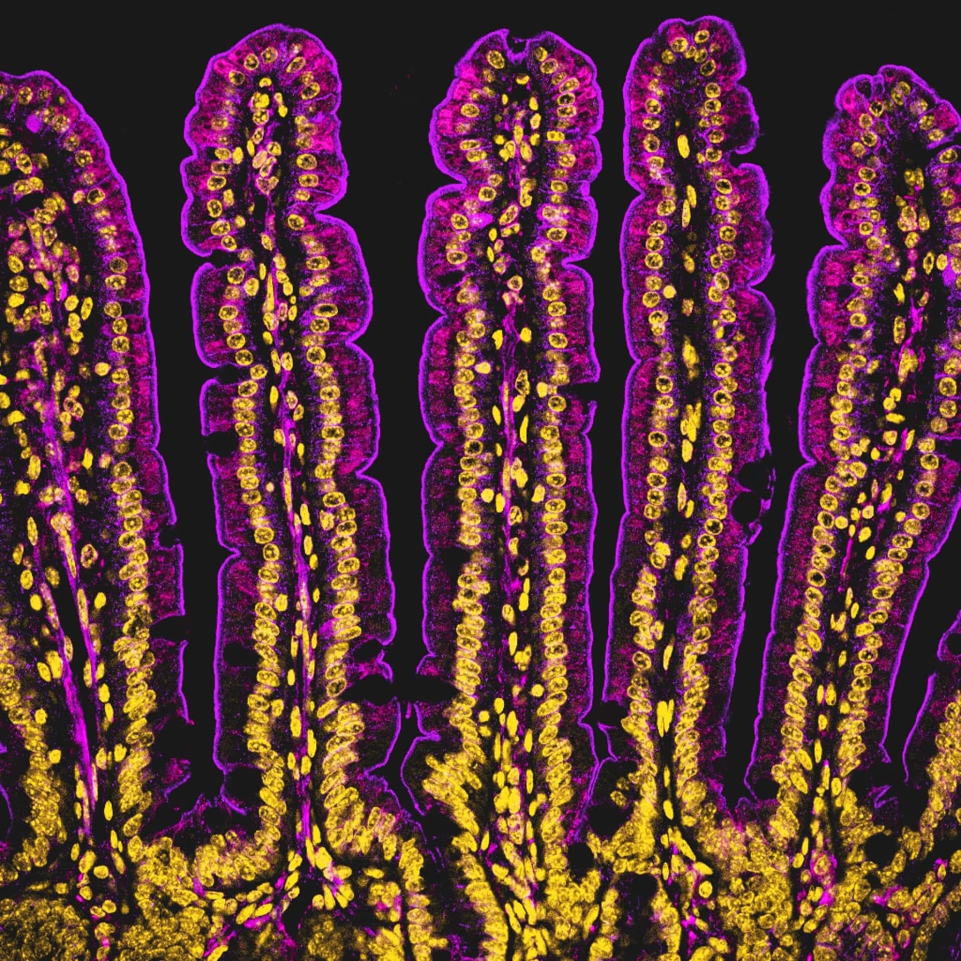 Professional Development Award