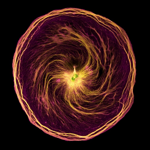 X62 - Multimodal Electron Microscopy in Liquids and Gases