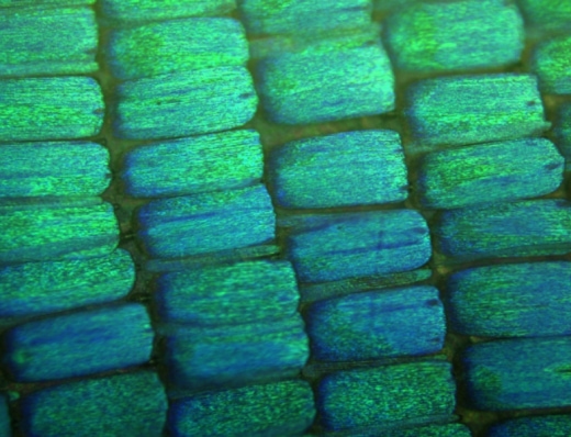 Optical image of Blue morpho butterfly wing - Pamela F. Lloyd