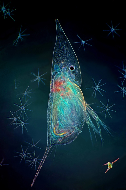 X60 — Annual Pre-Meeting Congress for Students, Post-Docs, and Early Career Professionals in Microscopy & Microanalysis